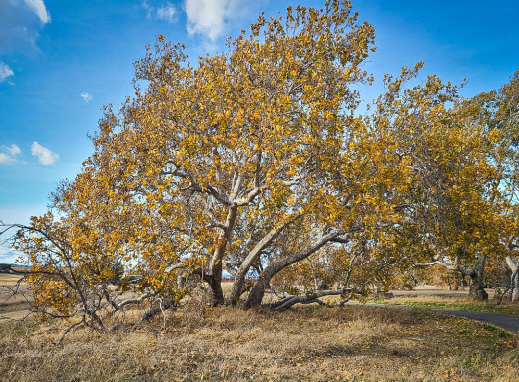 The True Western Sycamore (Nov. 17)